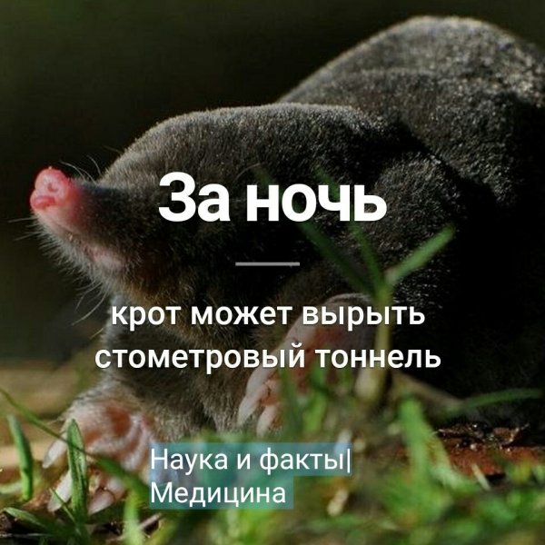Пьяный Крот