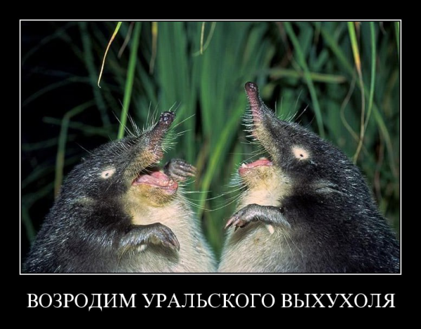 Крот без фона