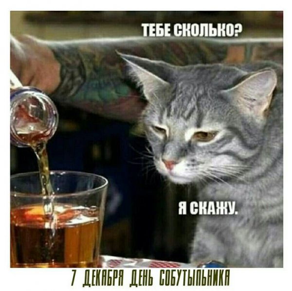 Кот пьет