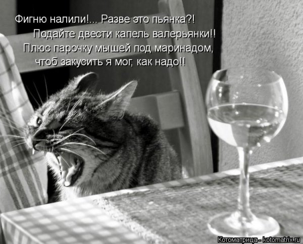Кот с бокалом