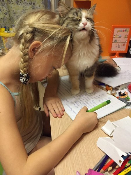 Смешные картинки про уроки