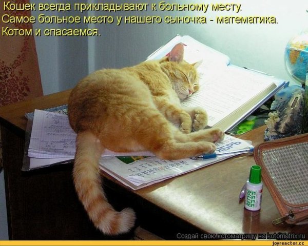 Коты учат уроки
