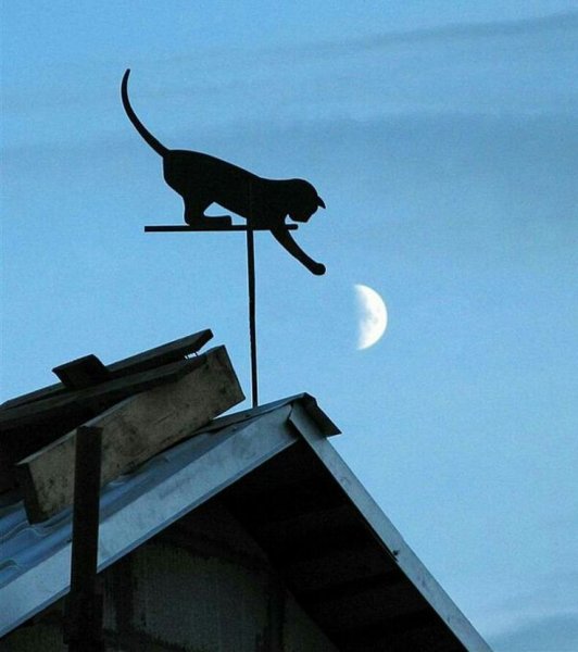 Кот на крыше ночью