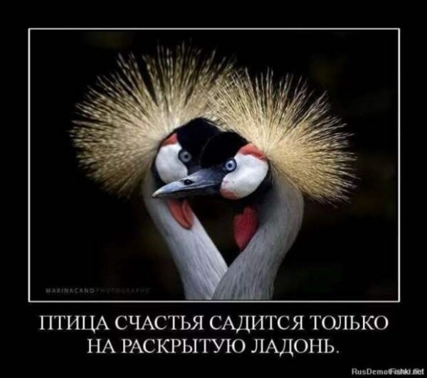 Птица счастья прикол