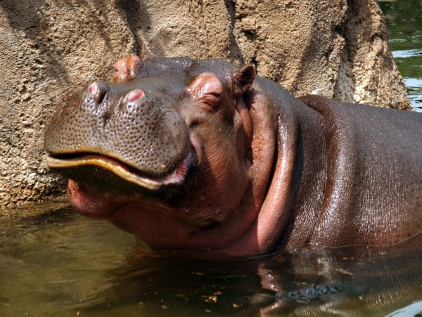 Funny Hippo Бегемот