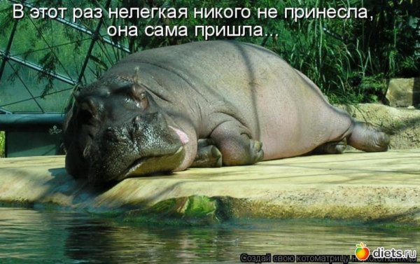 Уставший Бегемотик