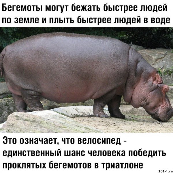 Мемы гиппопотам гиппопотут