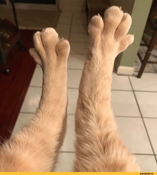 Вытянутые лапы кота