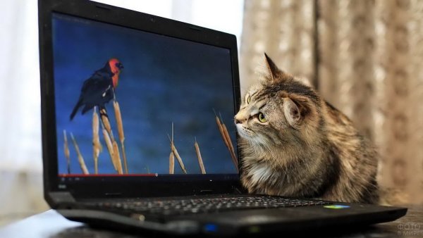 Кот на телевизоре