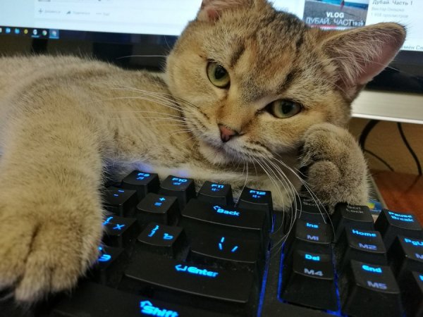 Кошка программист
