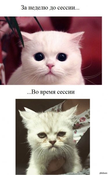 Сессия приходит сессия приходит