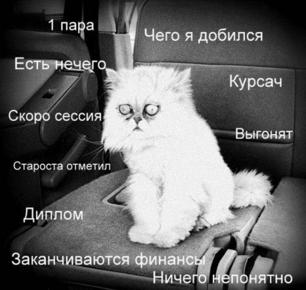 Шутки про сессию