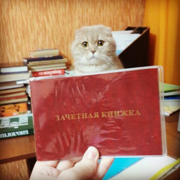 Сессия картинки прикольные