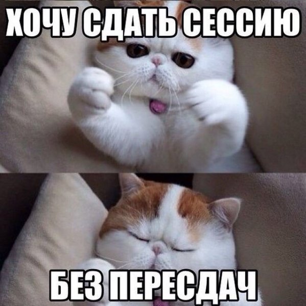 Сессия картинки приколы
