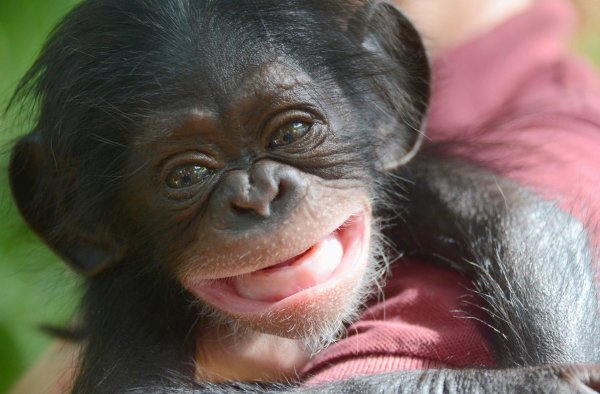 Шимпанзе смешные картинки (48 фото)