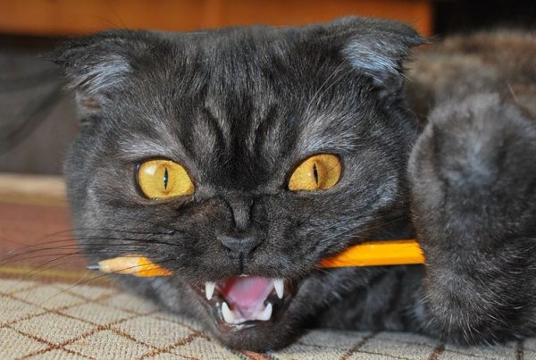 Злой котяра