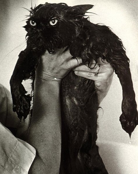 Мокрая злая кошка