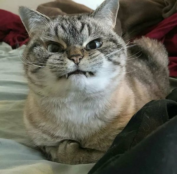 Недовольная кошка