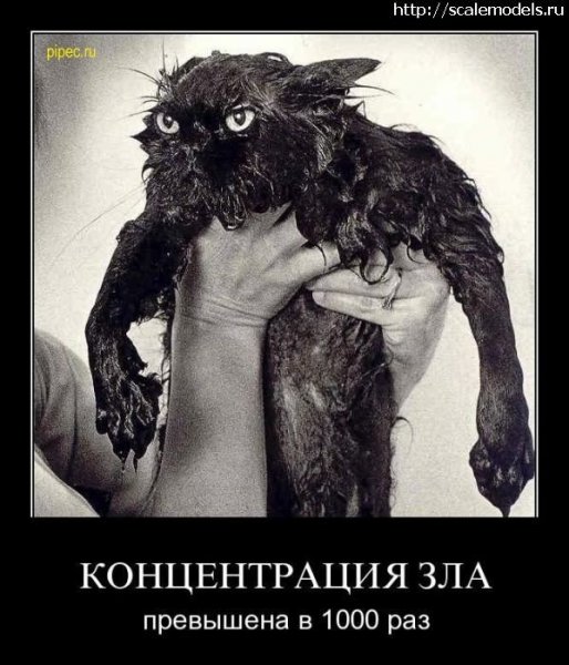 Злой кот демотиватор