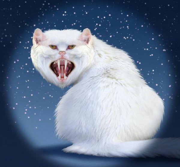 Злая кошка