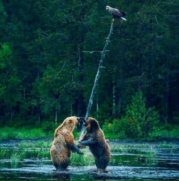 Медведь в лесу