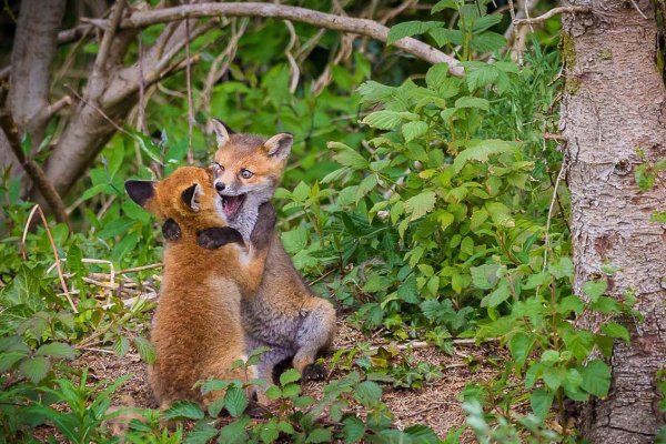 Забавные Дикие животные