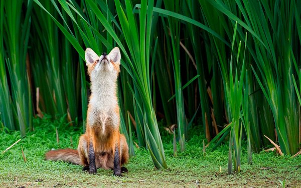 Забавные животные в природе