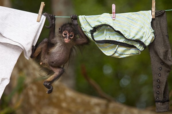 Обезьяна в трусах
