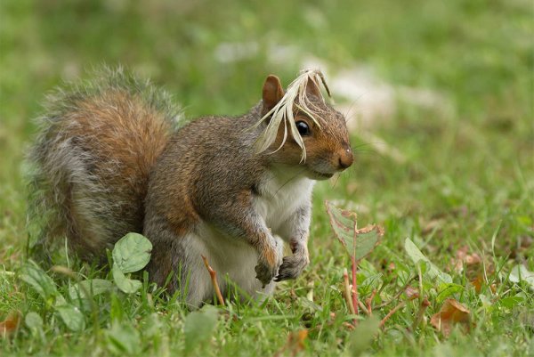 Смешные животные