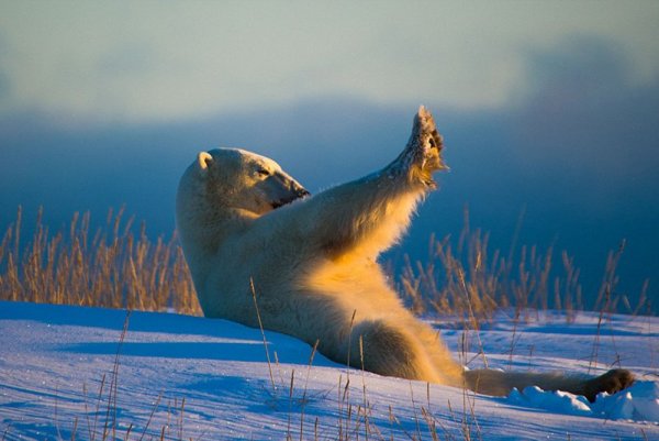 Лучшие снимки дикой природы