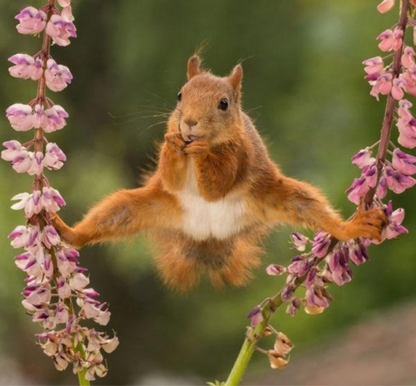 Белка Ван Дамм