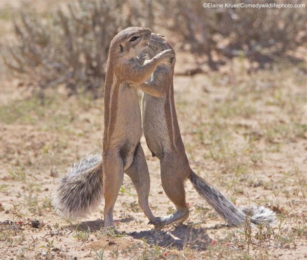 Comedy Wildlife Photography Awards победитель