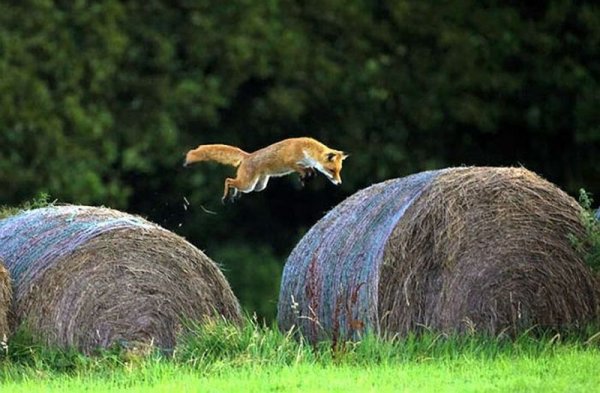 Лиса на сене
