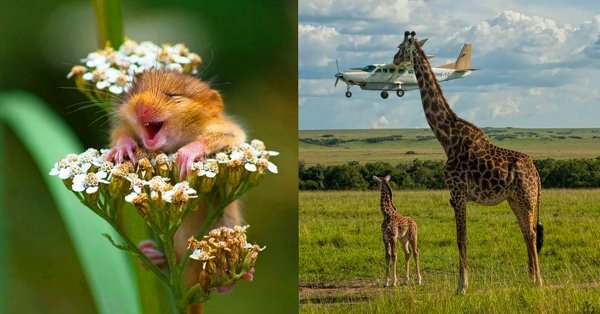 Живая и смешная природа