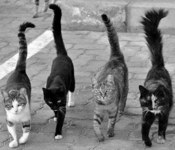 Четыре кошки