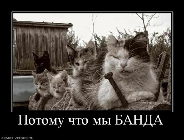 Мы банда картинки