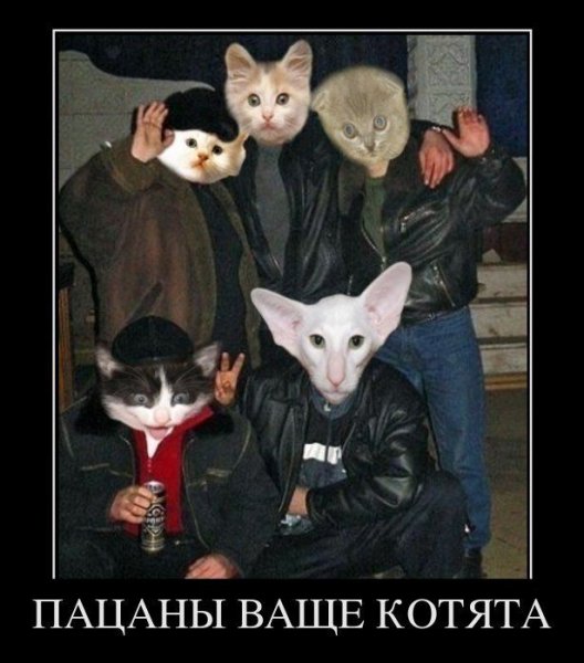 Банда прикол