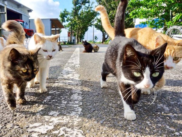 Команда котов