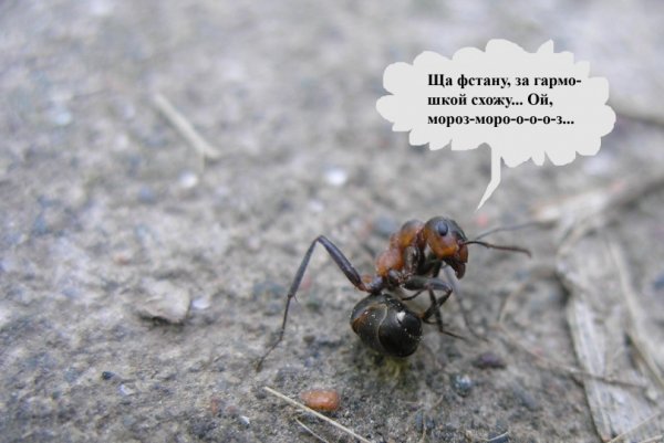 Муравей прикол