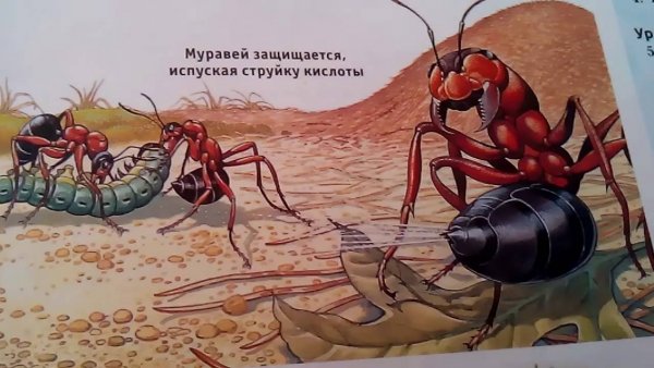 Муравей с коноплей