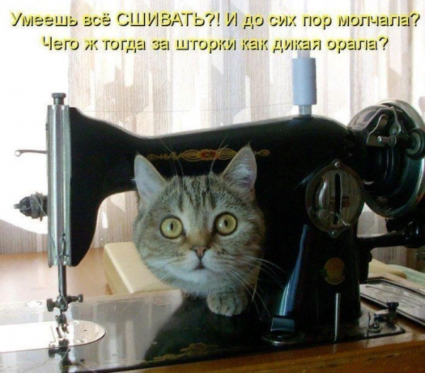 Кот и швейная машинка