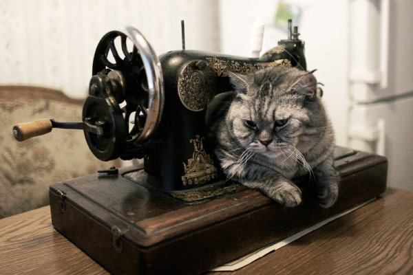 Кот и швейная машинка