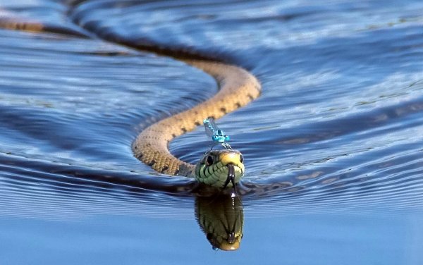 Водоплавающие змеи