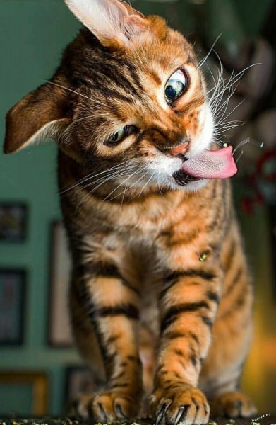 Смешной кот
