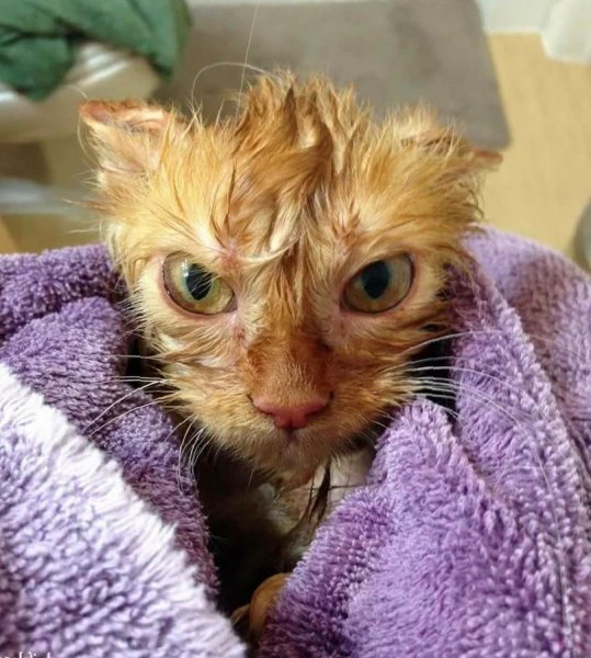 Угарные коты