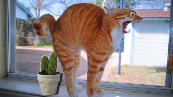 Приколы с котами