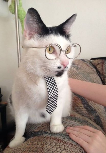 Ржачные котики