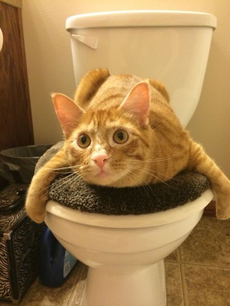 Самые Веселые коты