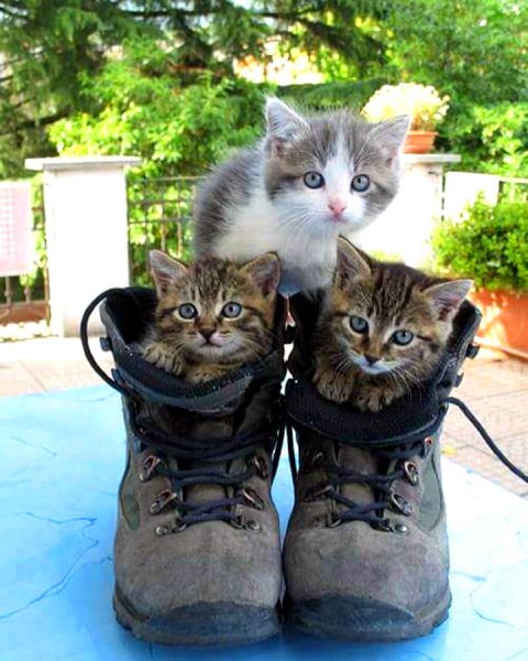 Смешные котики