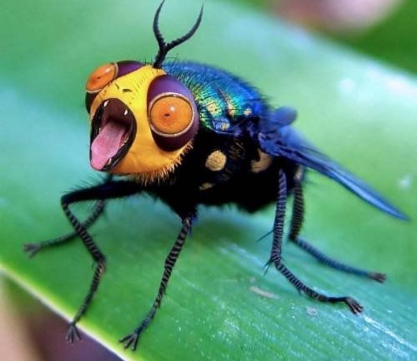 Картинки смешные насекомые (54 фото)